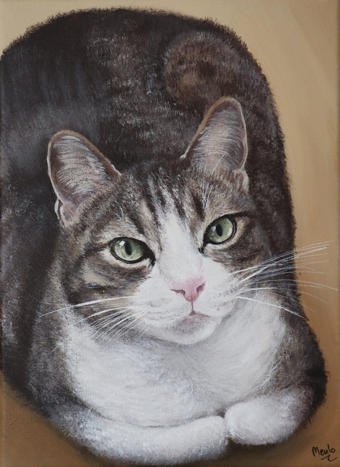 30. Hugo - Un gato amado por varias familias.
